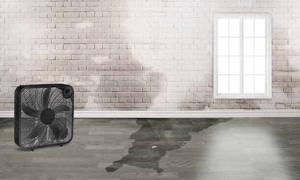 Best 24/7 water damage repair  in Ecru, MS